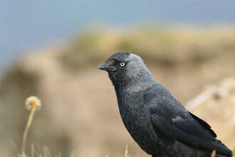 Crows and shrikes | Somerset Wildlife Trust